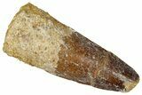 Fossil Spinosaurus Tooth - Real Dinosaur Tooth #360098-1